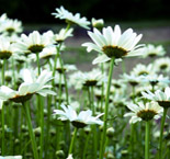 daisies