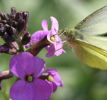 cottage garden image