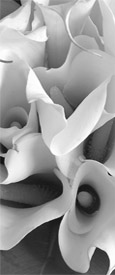 cala lily image