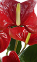 anthurium